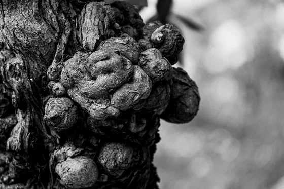 Knots