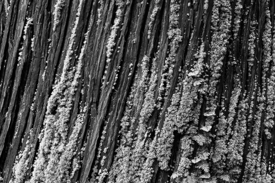 Moss and Bark