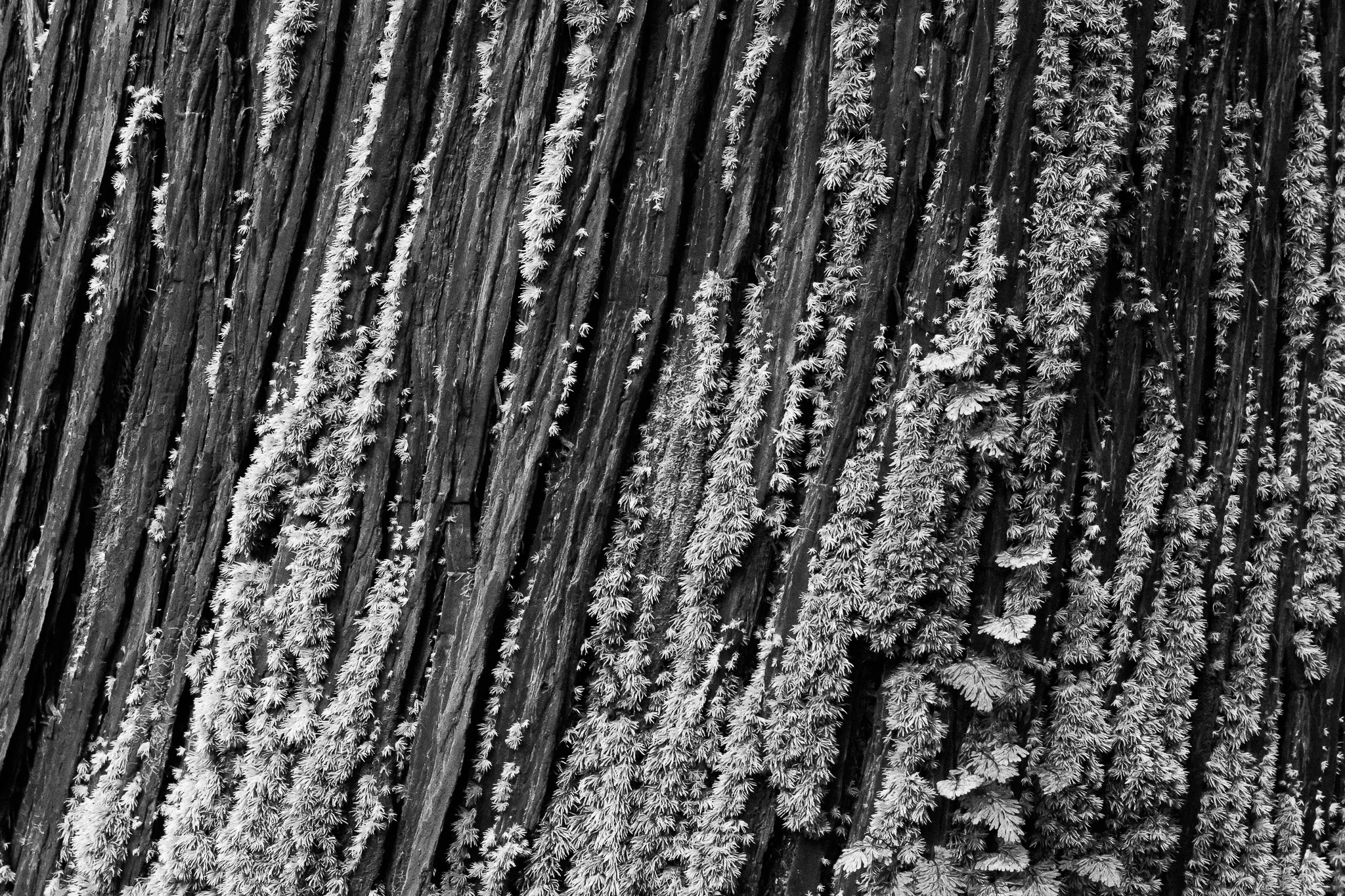 Moss and Bark