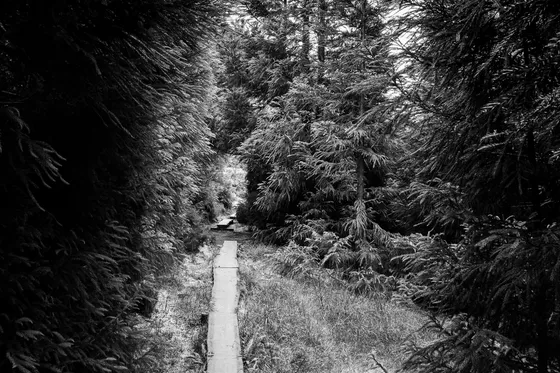 Path