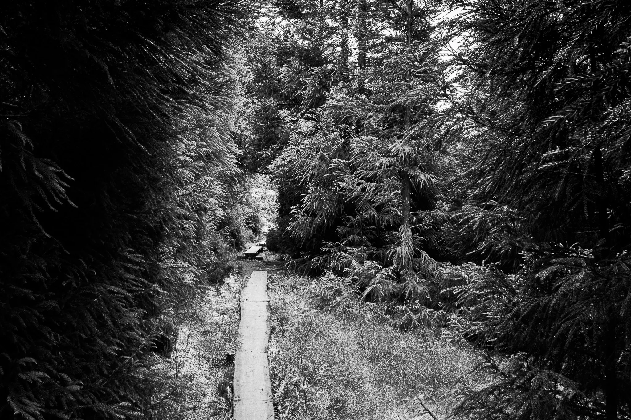 Path